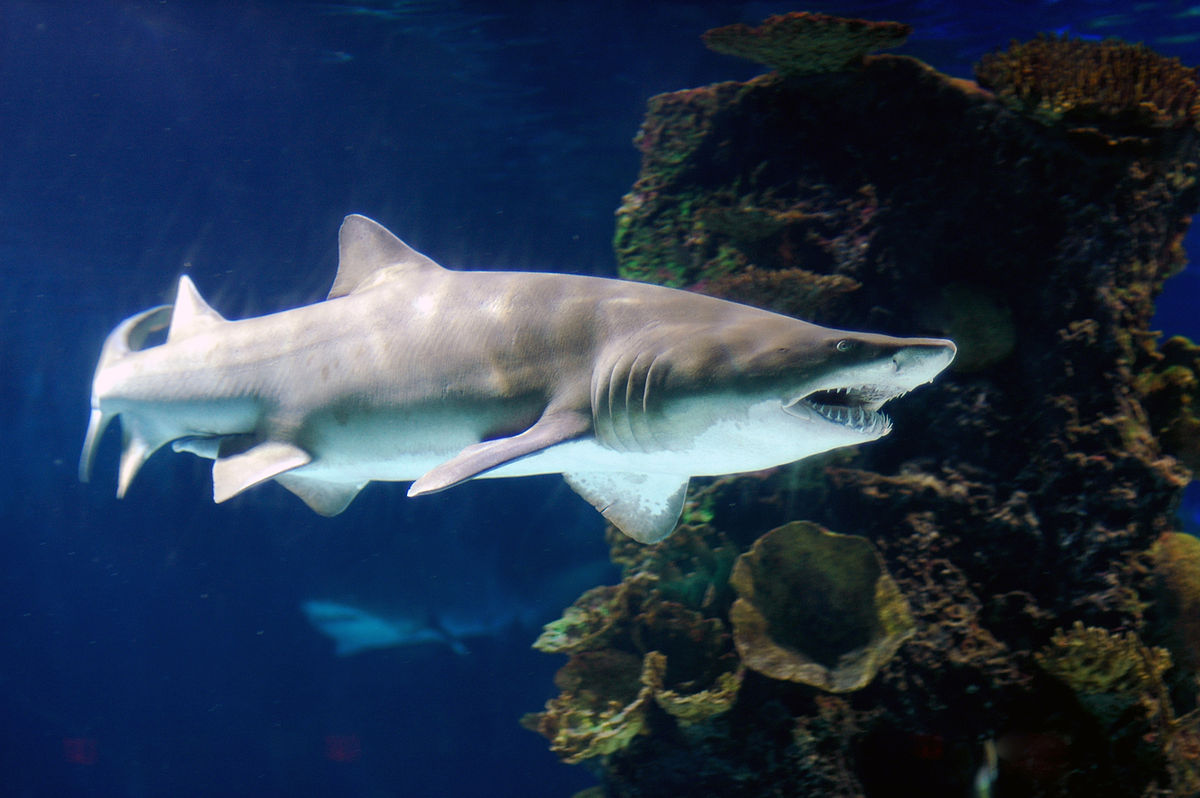 Carcharias taurus