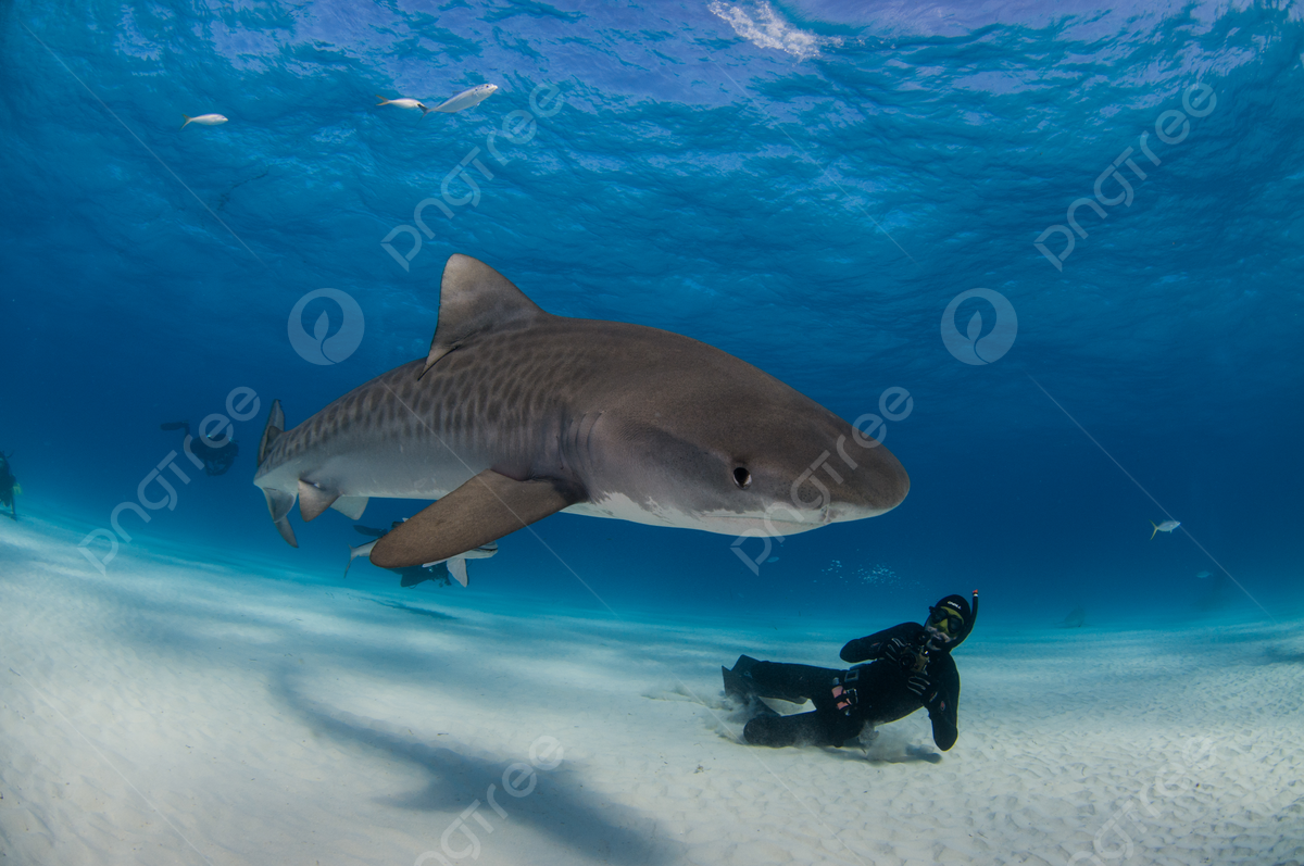 Fondo tiburãn tigre y buzo buceando con tiburon mar de amãrica foto e imagen para dcarga gratuita