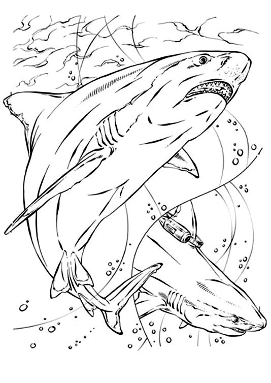 Dibujos para colorear de tiburones gratis