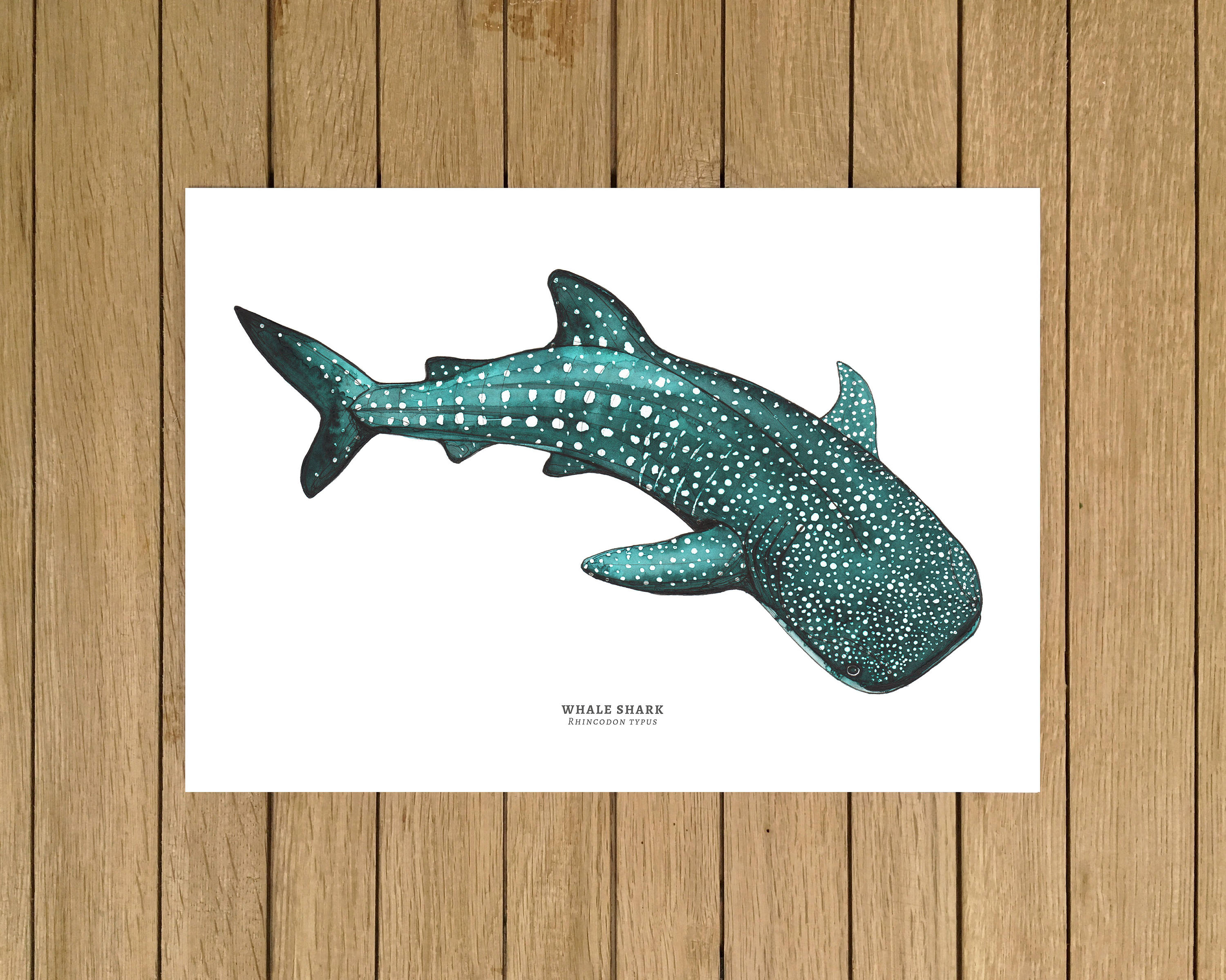 Whale shark print shark wall art giclãe print ocean wall art blue home decor kids room nursery decor beach house decor shark print