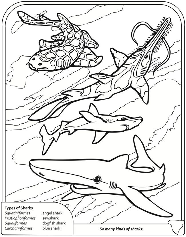 Wele to dover publications shark coloring pages ocean coloring pages dover publications