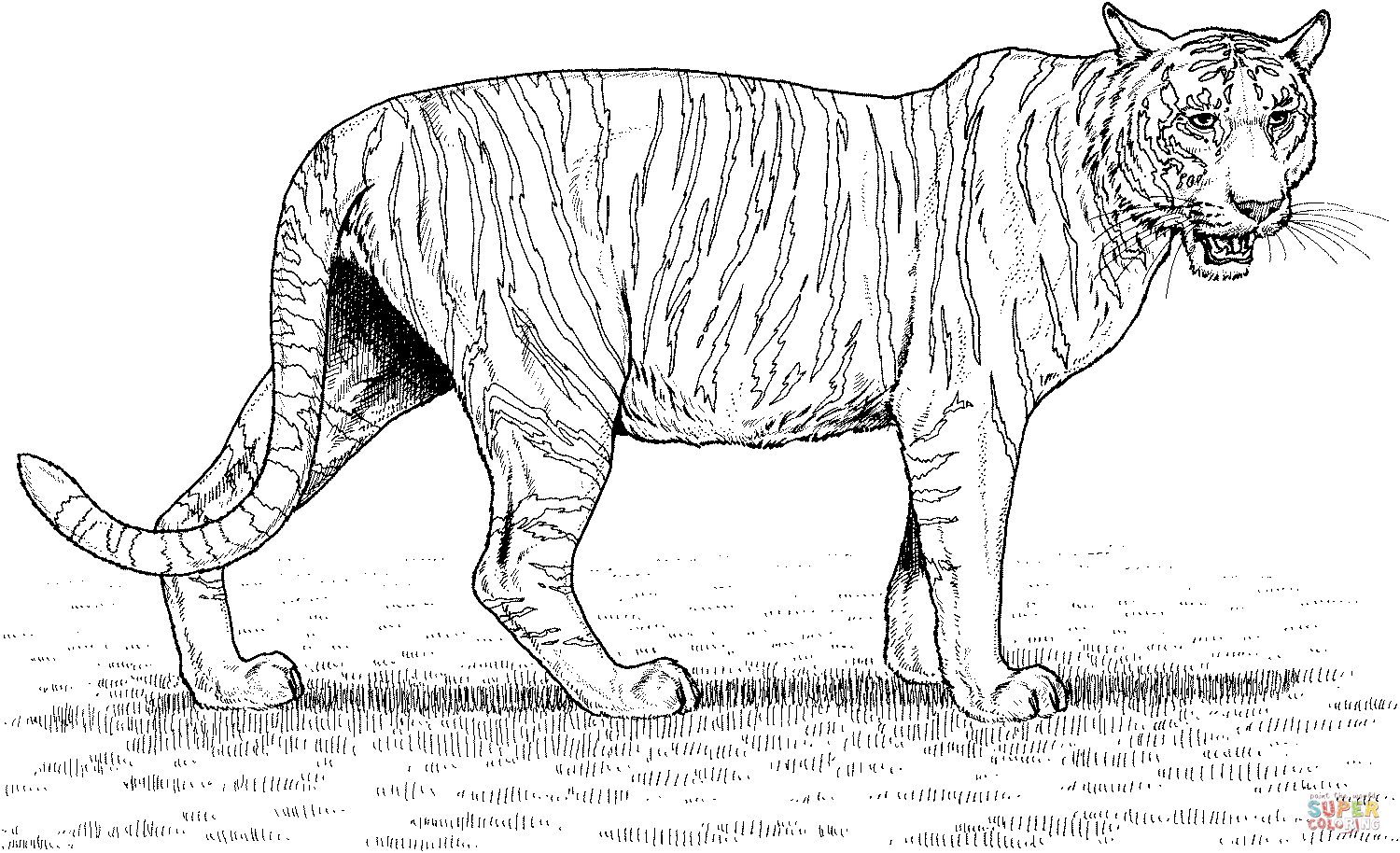 Tiger coloring page free printable coloring pages