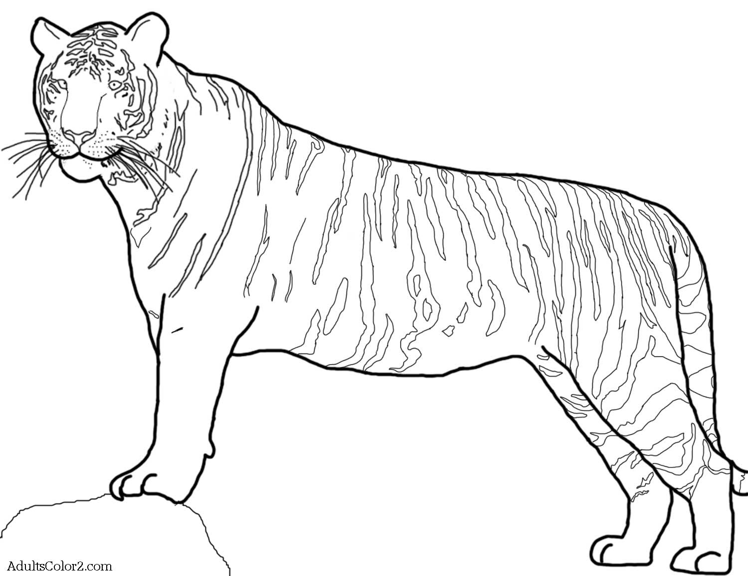Tiger coloring pages powerful pussycats
