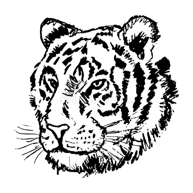 Tiger face line drawing illustration stock illustration