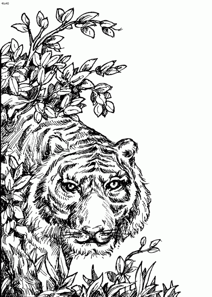 Tiger coloring pages for adults coloring animal coloring pages adult coloring pages coloring pages