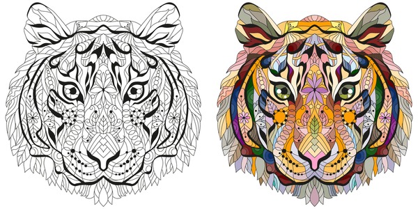 Adult colouring tiger images stock photos d objects vectors