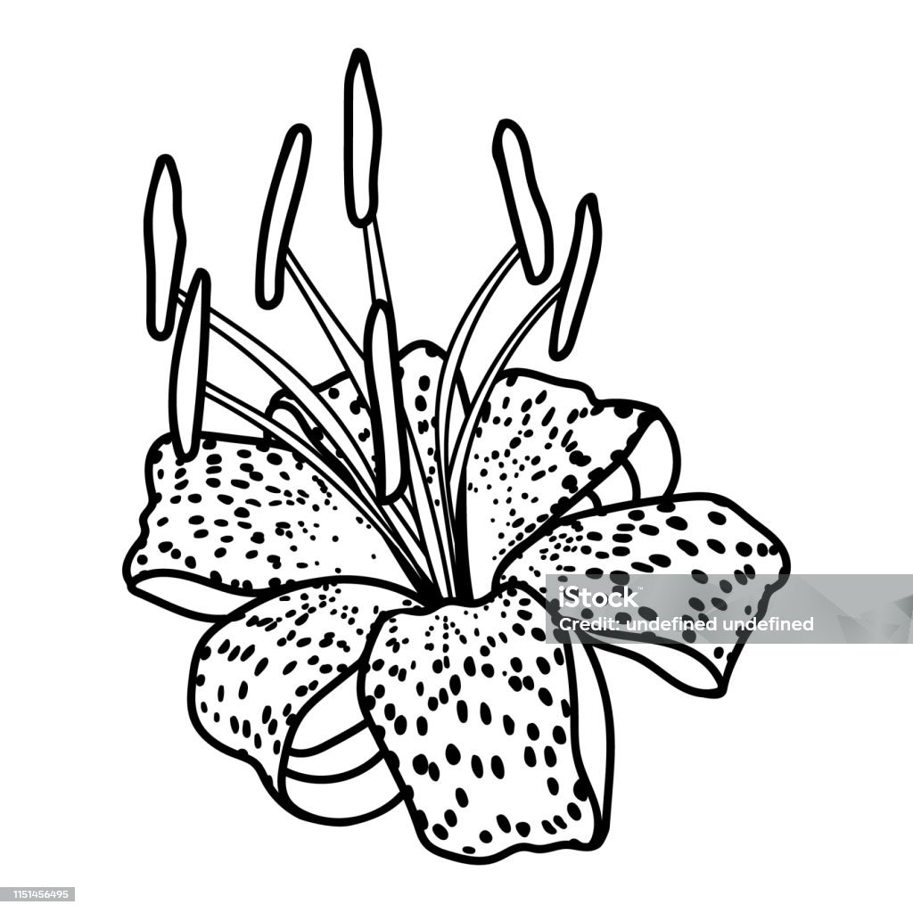Vector line art of blooming tiger lily black isolated on white stock illustration