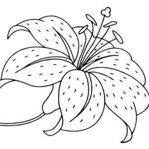 Lilies coloring pages printable for free download