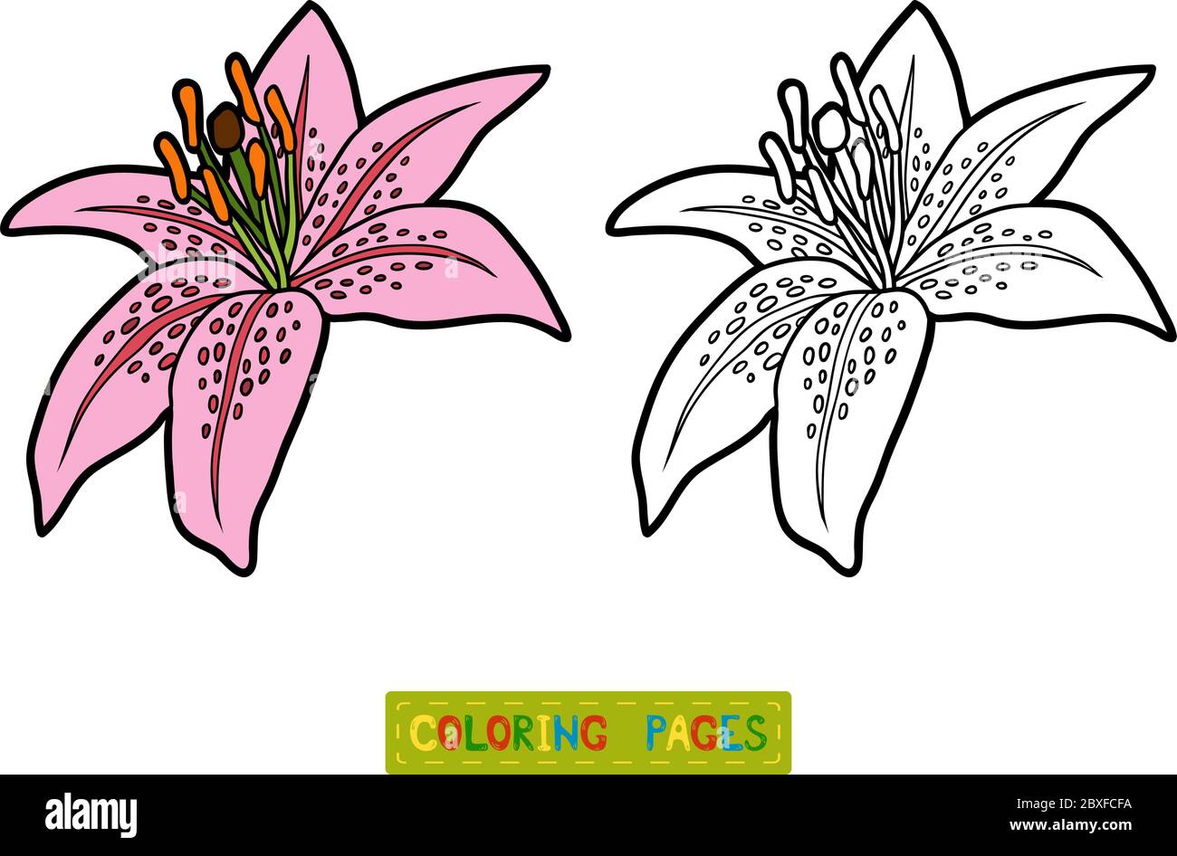 Coloring book for children flower lily stock vector image art