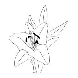 Oriental lily flower coloring page for kids