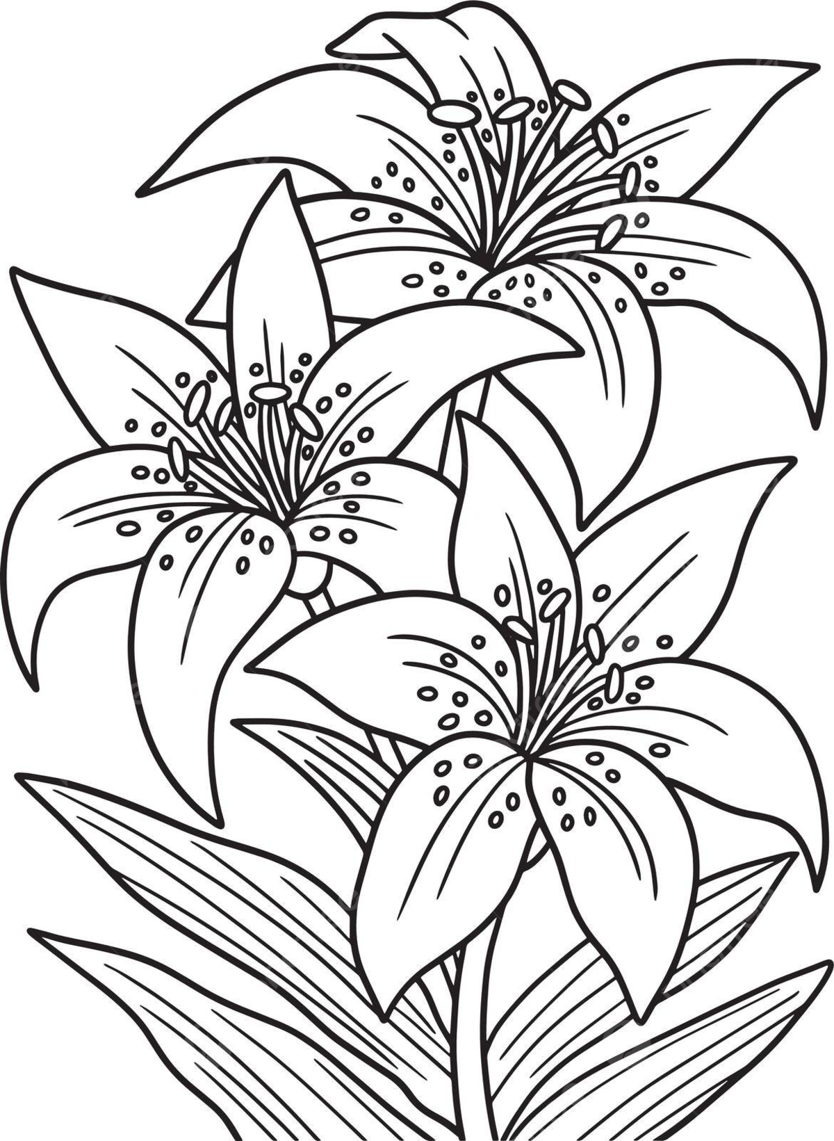 Lilies flower coloring page png transparent images free download vector files