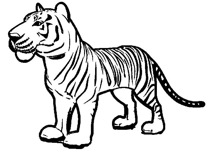 Tiger lily coloring pages hayvan boyama sayfalarä kaplan boya