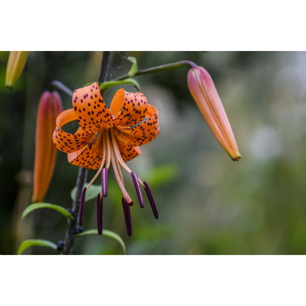 A tiger lily lilium blooms astoria oregon united states of ameri by robert l potts design pics x