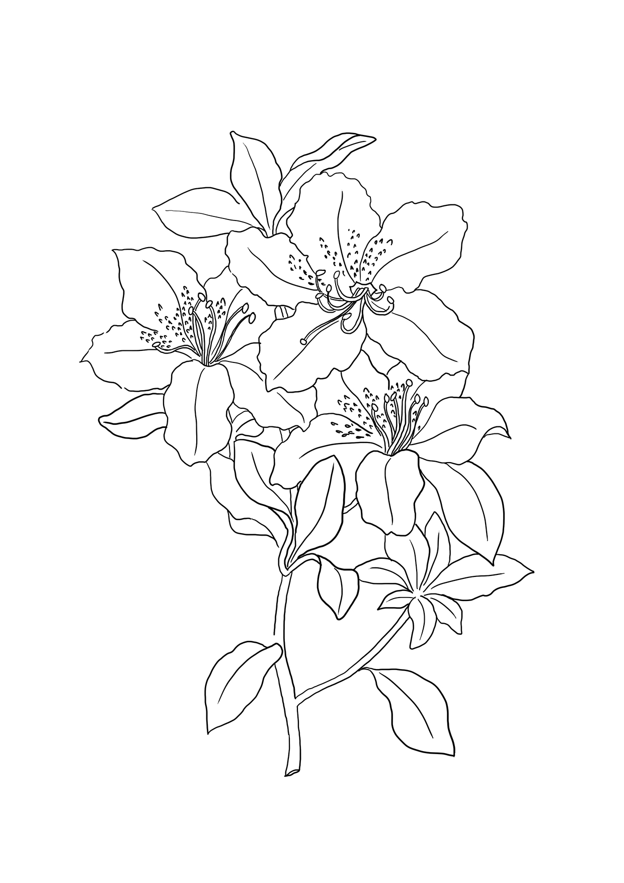 Flower coloring pages
