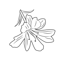 Tiger lily flower coloring page for kids