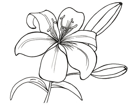 Coloring book for kids images â browse photos vectors and video