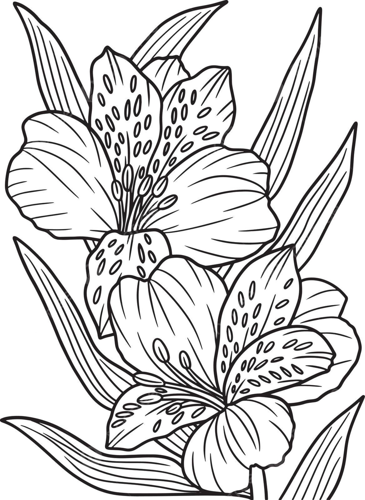 Lilies flower coloring page png transparent images free download vector files