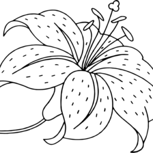 Lilies coloring pages printable for free download