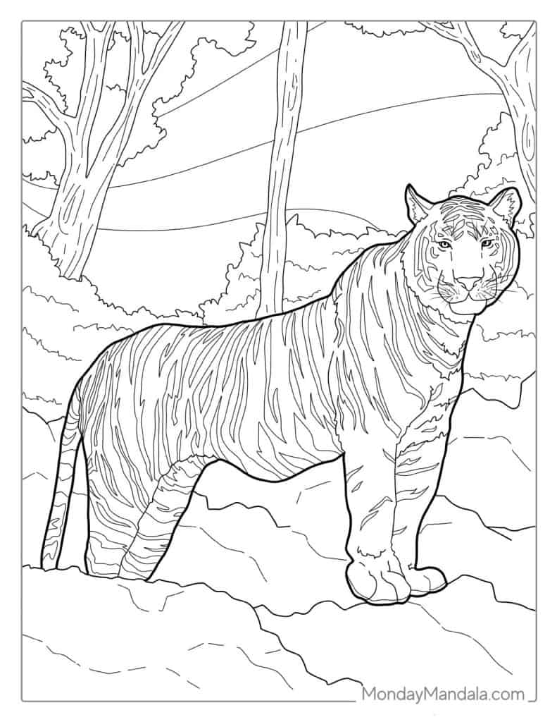 Tiger coloring pages free pdf printables