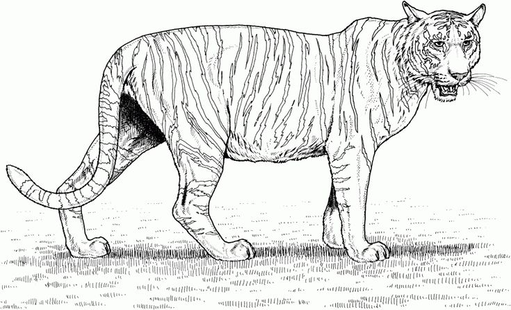 Tiger coloring pages realistic animal printables for adults animal coloring pages coloring pages tiger images