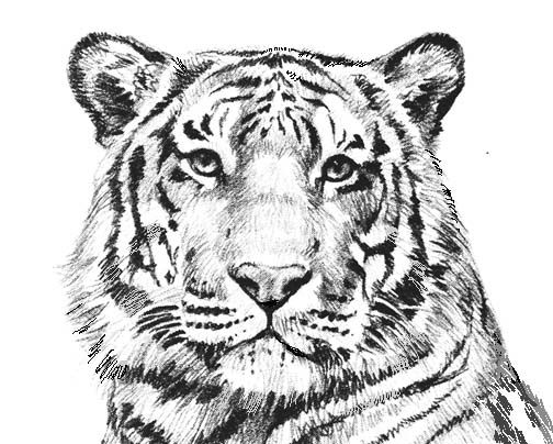 Pin by richard velasquez on adult coloring pages lion coloring pages cat coloring page animal coloring pages