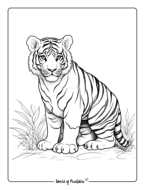 Tiger coloring pages for kids adults