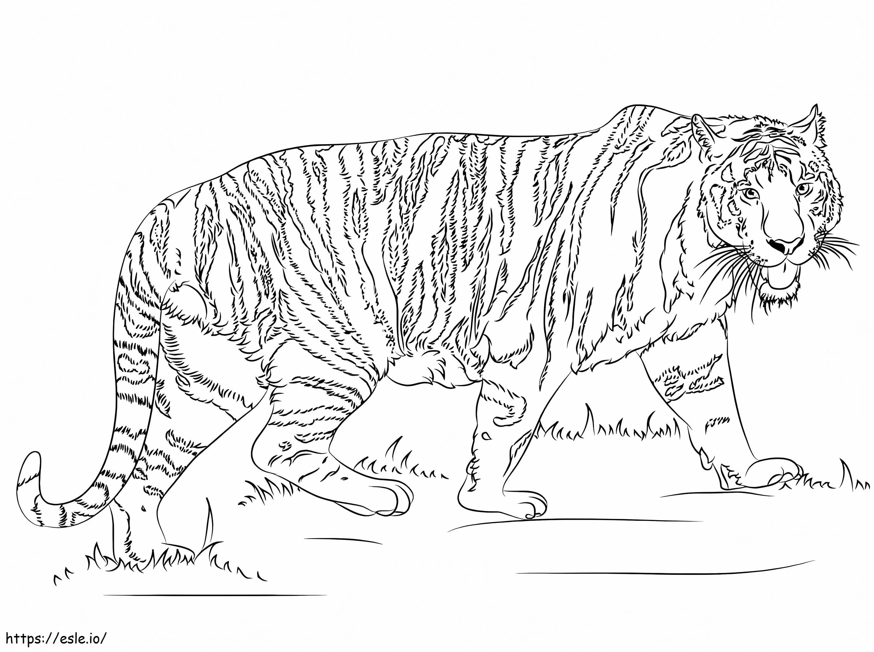 Realistic tiger coloring page