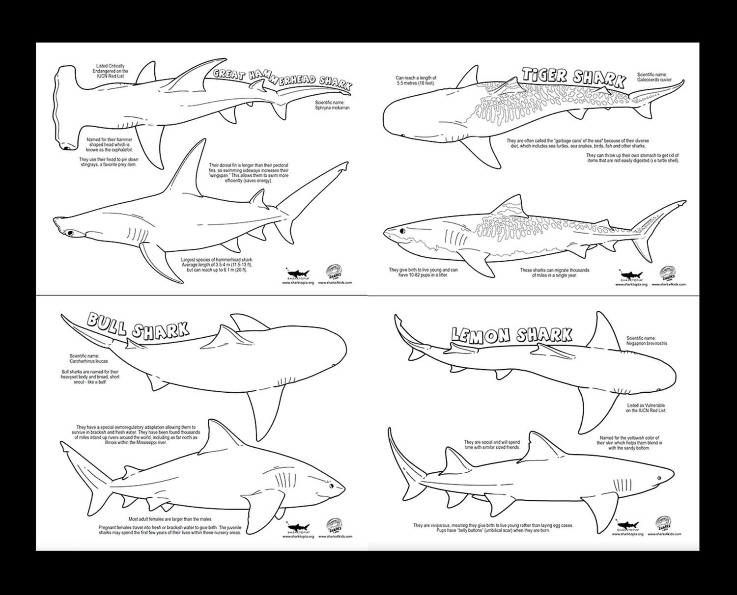 Shark education on x new coloring sheets designed with sharktopia download for free here httpstcoskwzvqak httpstcojpglnyavw x