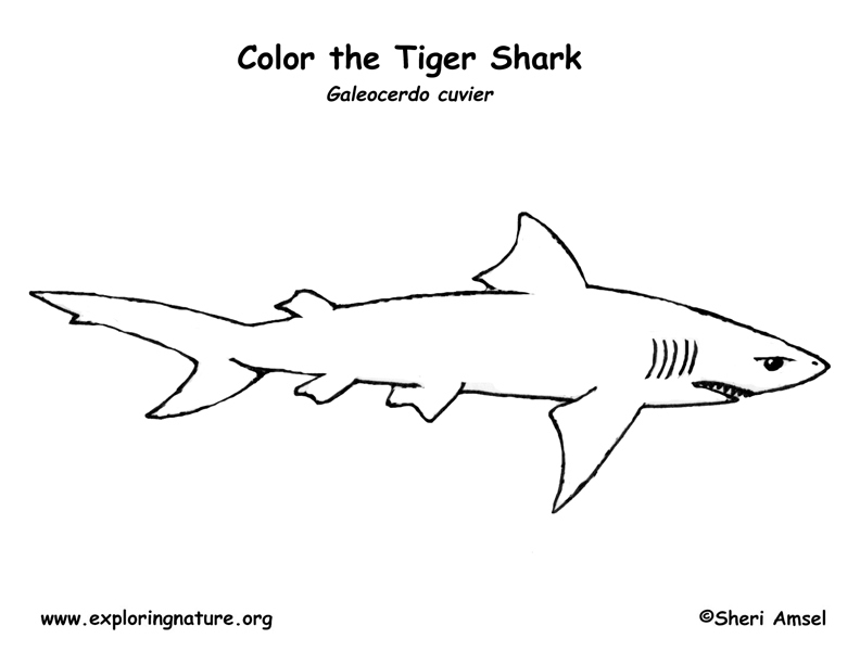 Shark tiger coloring page
