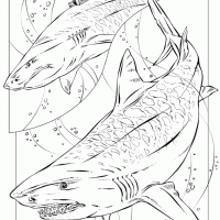 Tiger shark