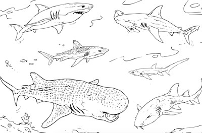 Sharks coloring