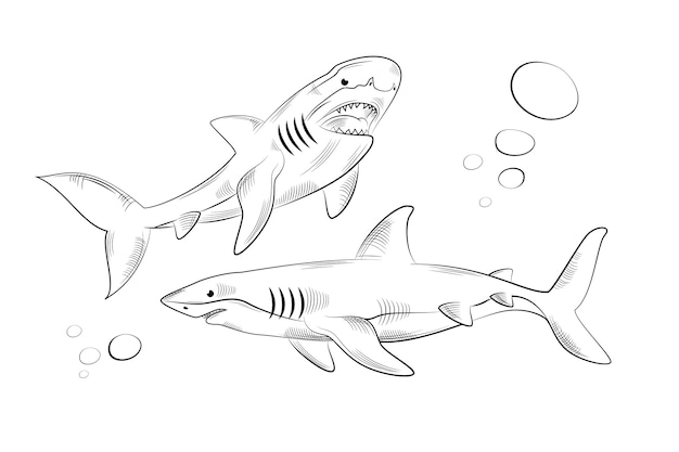 Page tiger shark drawing vectors illustrations for free download