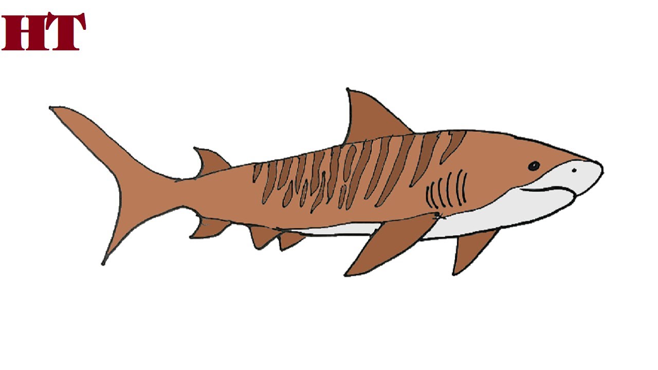How to draw a tiger shark step by step fish drawing easy