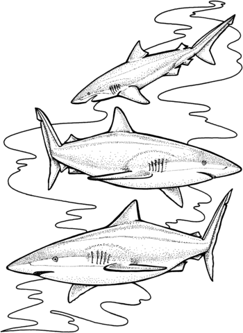 Three tiger sharks coloring page free printable coloring pages