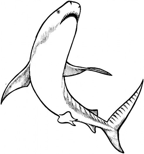 Tiger shark coloring page shark coloring pages shark drawing easy coloring pages