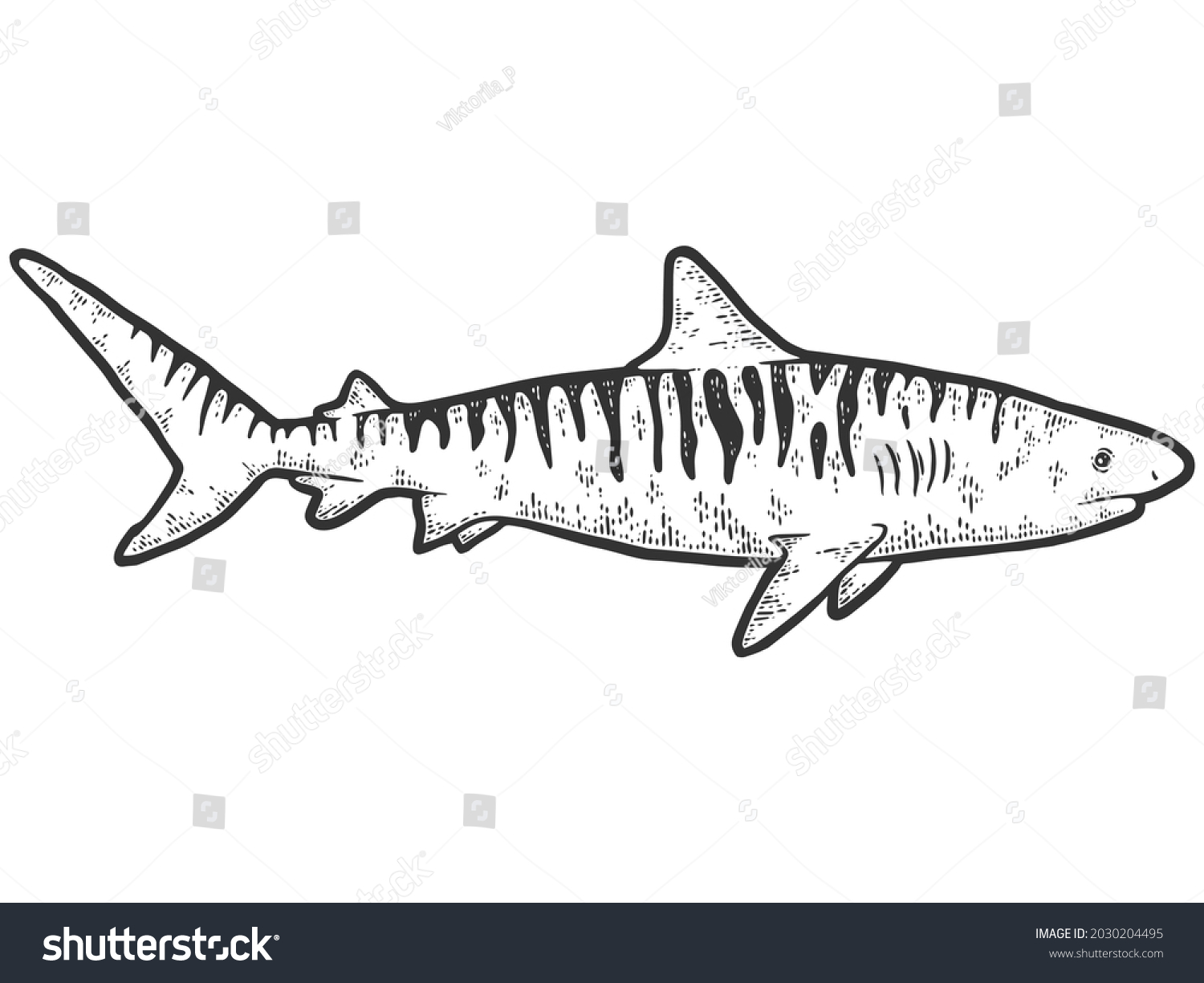 Tiger shark drawings images stock photos d objects vectors