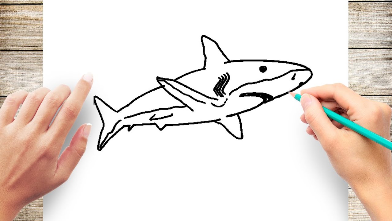 How to draw a sand tiger step by step