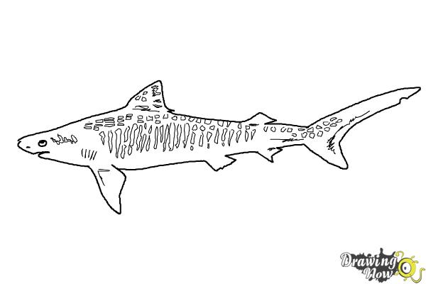 How to draw a tiger shark