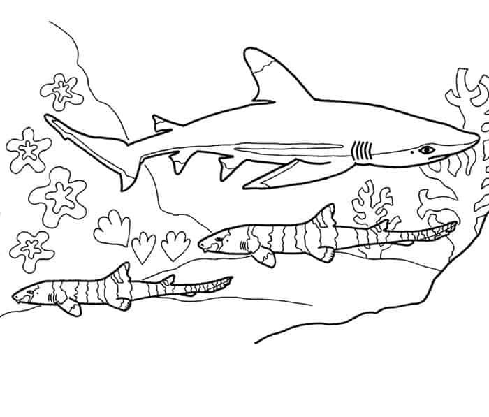 Tiger shark coloring pages shark pictures shark coloring pages sharks for kids