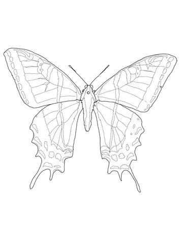 Two tailed swallowtail coloring page from butterfly category select from printable crafts oâ butterfly coloring page insect coloring pages coloring pages