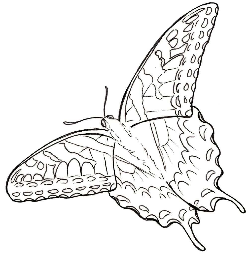 Eastern tiger swallowtail butterfly tattoo by metacharis on deviantart butterfly tattoo designs swallowtail butterfly butterfly tattoo