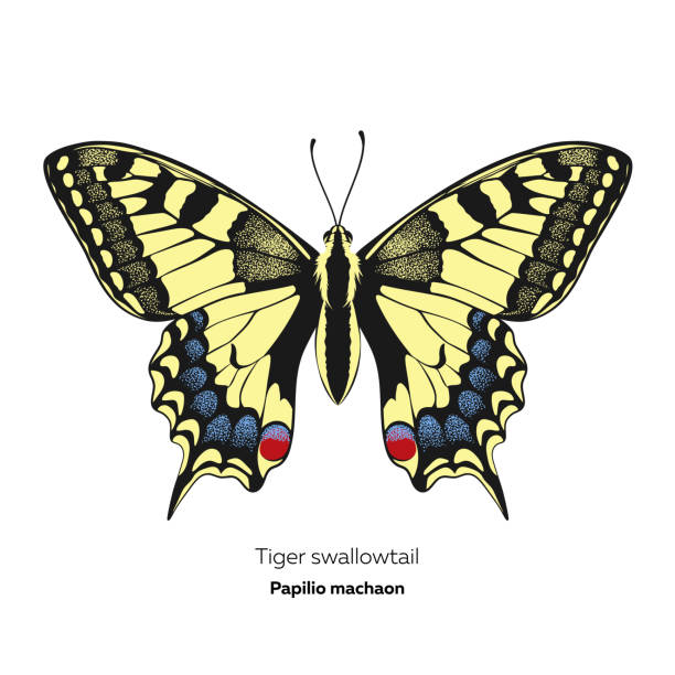 Tiger swallowtail butterfly stock illustrations royalty