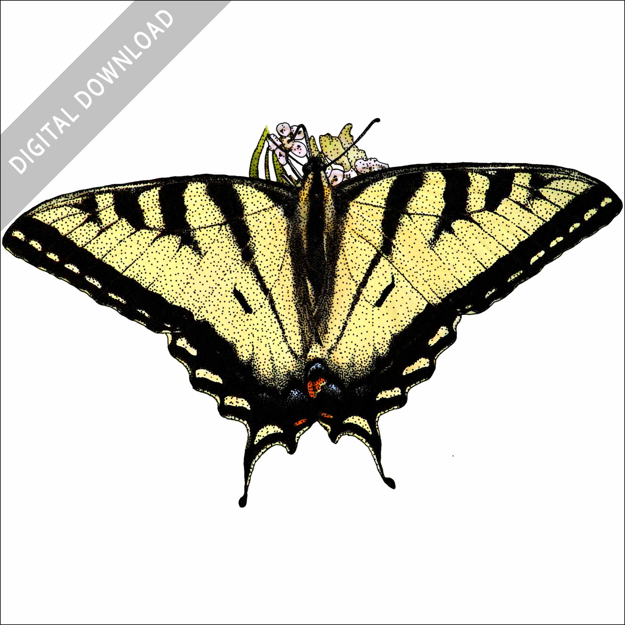 Stock art drawing of a canadian tiger swallowtail butterfly