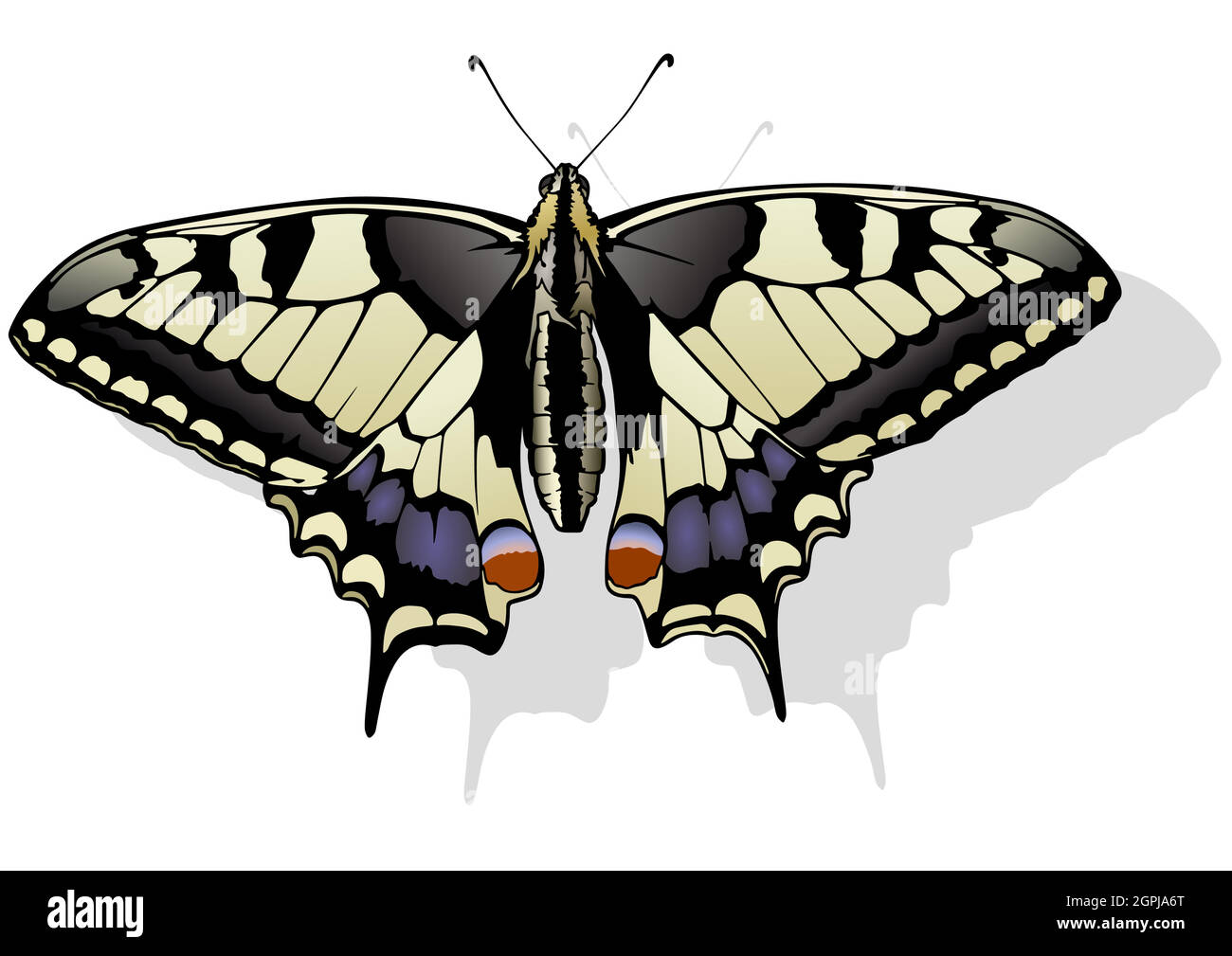 Tiger swallowtail butterfly stock vector image art