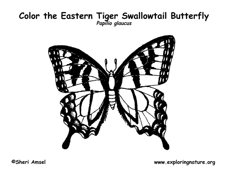 Butterfly swallowtail coloring page