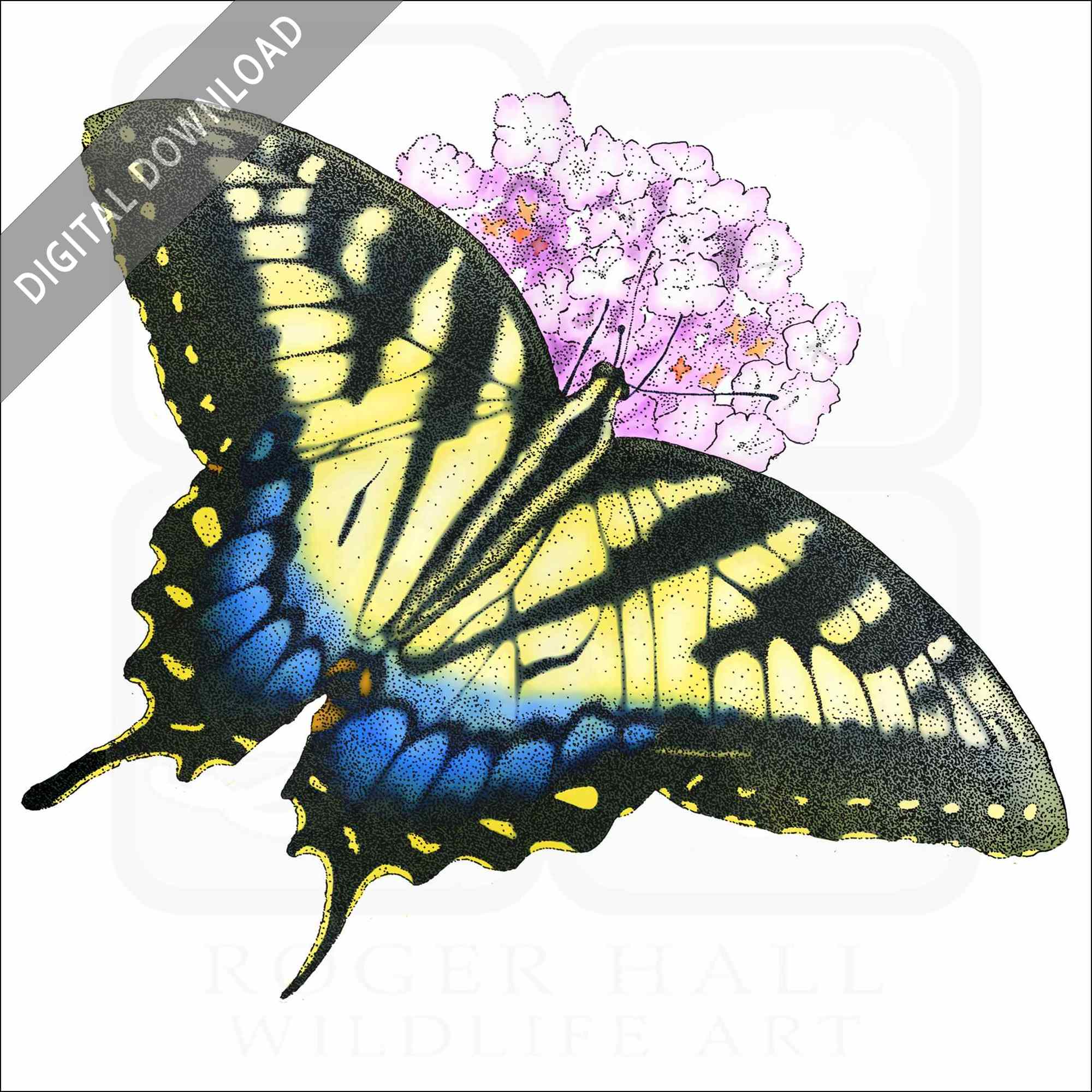 Stock art drawing of an eastern tiger swallowtail butterfly