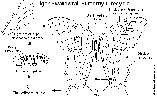 Tiger swallowtail butterfly printout