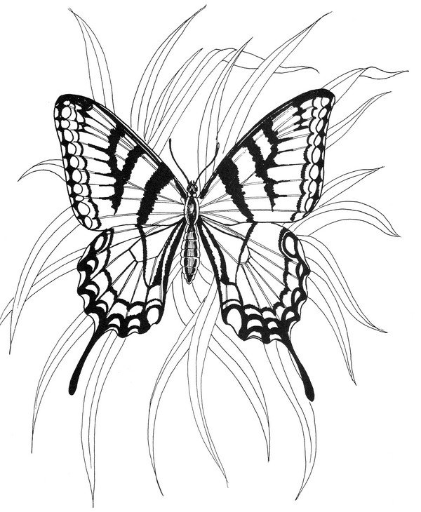 Butterfly