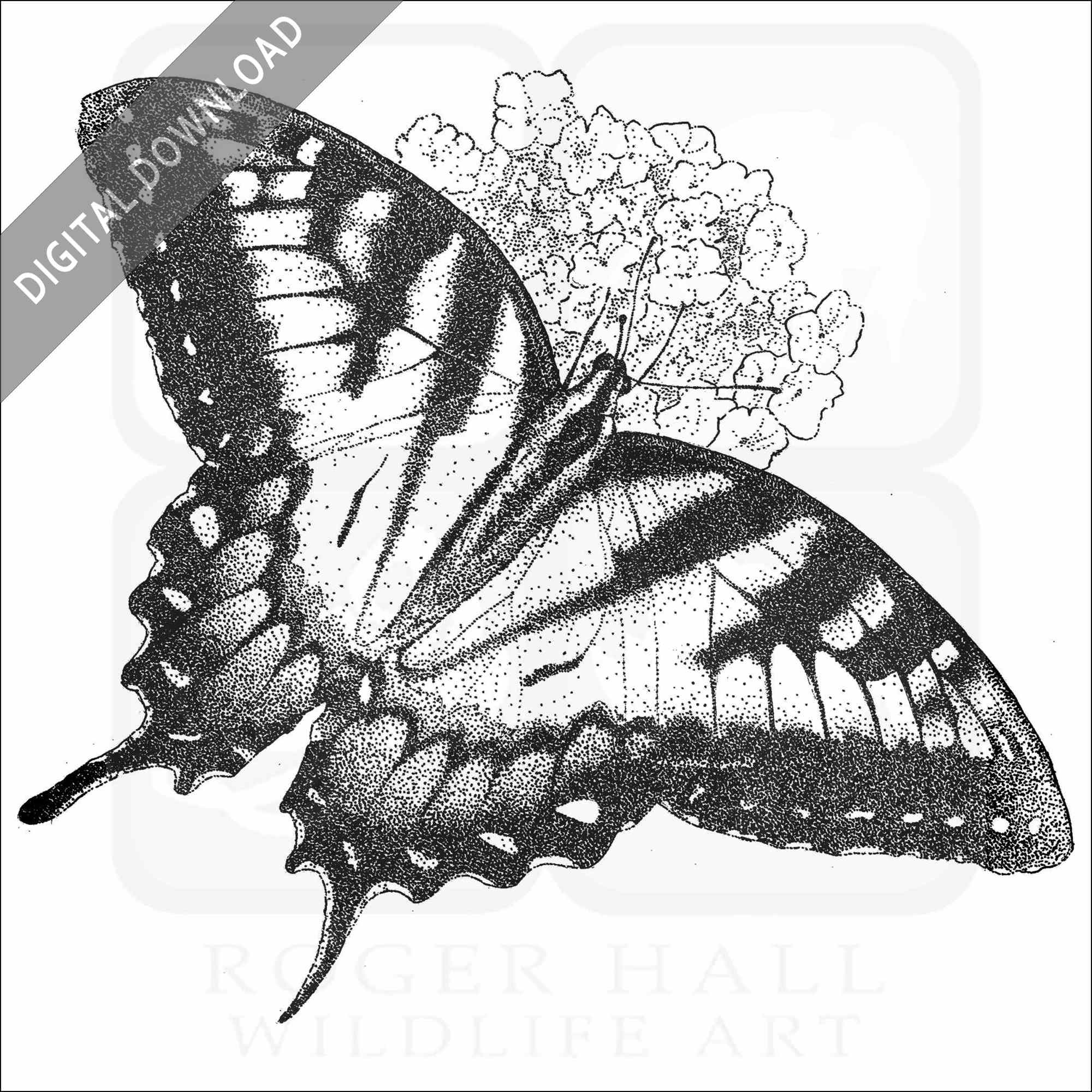 Stock art drawing of an eastern tiger swallowtail butterfly
