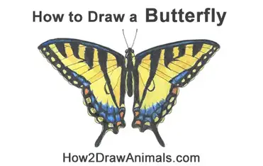 How to draw a butterfly tiger swallowtail video step